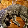 Gus is registered to the contest to win money with this photo: animal, cat, claws, cozy, cute, domestic_cat, feline, fur, gray_cat, indoor, mammal, paw, pet, playful, relaxed, resting, sleeping, tabby, whiskers, wooden_table