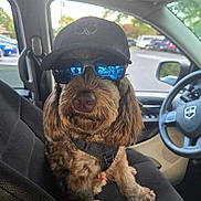 Remington is registered to the contest to win money with this photo: dog, car_interior, hat, sunglasses, seat, steering_wheel, window, parking_lot, vehicle, pet, canine, fur, leash, harness, reflection, outdoor, daytime, casual, companion, cute