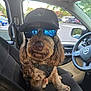 dog, car_interior, hat, sunglasses, seat, steering_wheel, window, parking_lot, vehicle, pet, canine, fur, leash, harness, reflection, outdoor, daytime, casual, companion, cute