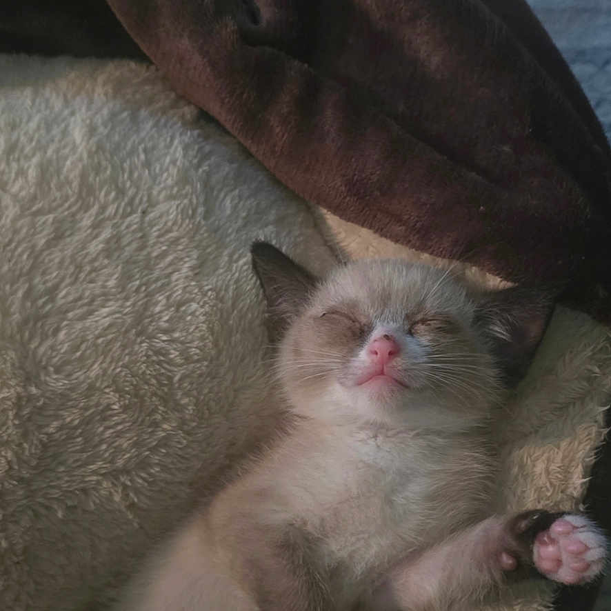 Nova joined the competition — help win amazing prizes! adorable, animal, bed, blanket, cat, cozy, cute, fluffy, fur, indoor, kitten, paw, pet, pink_nose, relaxed, resting, sleeping, soft, whiskers, young