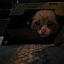 animal, blurred, cardboard_box, cat, closeup, cozy, curious, cute, dark, dim_light, eyes, feline, fur, indoor, kitten, pattern, peeking, pet, shadow, small
