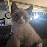 Nova is registered to the contest to win money with this photo: animal, cat, clock, closeup, couch, curious, curtain, ears, furniture, home, indoor, kitten, light, living_room, paw, pet, sofa, whiskers, window, young