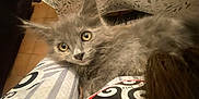 Aphrodite participe au concours pour gagner de l'argent avec cette photo : kitten, cat, gray_fur, yellow_eyes, pet, indoor, curious, person, lap, clothing, pattern, fabric, feline, whiskers, ears, floor, curtain, home, animal, closeup