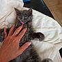Aphrodite participe au concours pour gagner de l'argent avec cette photo : kitten, cat, gray_fur, lying_down, petting, hand, blanket, soft_texture, tongue_out, playful, indoor, feline, cute, resting, fur, animal, cozy, human_hand, leather_surface, floor_tiles