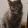 Aphrodite a rejoint le concours — aidez-le/la à gagner de superbes lots ! cat, kitten, gray_fur, fluffy, indoor, lamp, curious, pet, animal, feline, cute, whiskers, ears, floor, sitting, young, domestic, fur, eyes, portrait