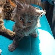 Aphrodite a rejoint le concours — aidez-le/la à gagner de superbes lots ! kitten, cat, feline, gray, fur, cute, pets, sleeping, resting, indoor, teal, sunlight, cozy, animal, young, small, soft, whiskers, ears, paw