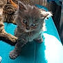kitten, cat, feline, gray, fur, cute, pets, sleeping, resting, indoor, teal, sunlight, cozy, animal, young, small, soft, whiskers, ears, paw