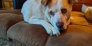 Odin is registered to the contest to win money with this photo: dog, pet, indoor, brown_cushion, wooden_furniture, carpet, relaxed, animal, mammal, face, fur, paw, ears, looking, resting, home, cozy, cute, companion, domestic