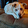 dog, pet, indoor, brown_cushion, wooden_furniture, carpet, relaxed, animal, mammal, face, fur, paw, ears, looking, resting, home, cozy, cute, companion, domestic