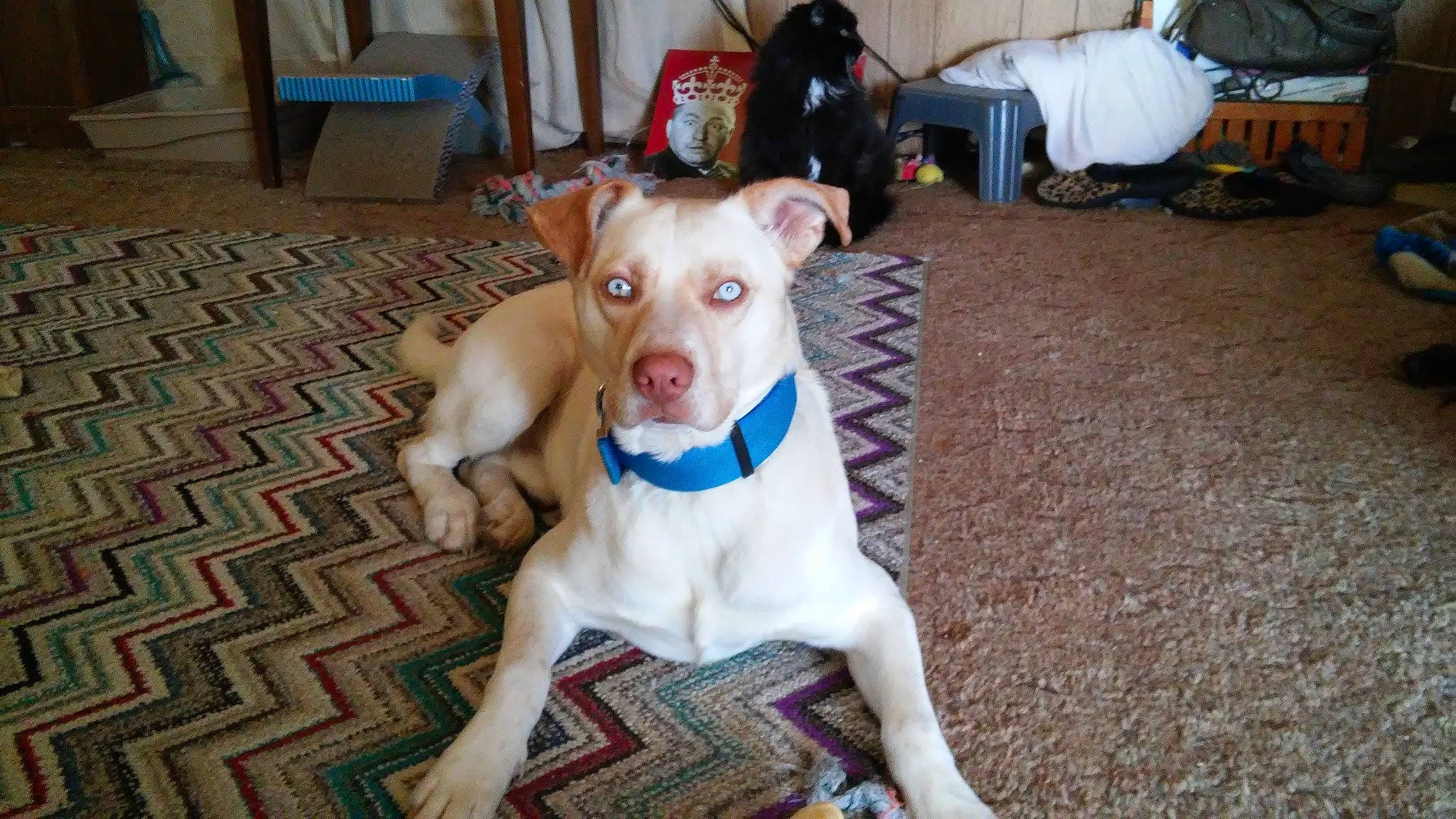 Odin Drake Moody-habets is registered to the contest to win money with this photo: canidae, carnivore, chair, collar, companion_dog, dog, dog_breed, dog_clothes, dog_collar, dog_supply, fawn, flooring, guard_dog, pet_supply, snout, sporting_group, tail, toy_dog, whiskers, working_animal