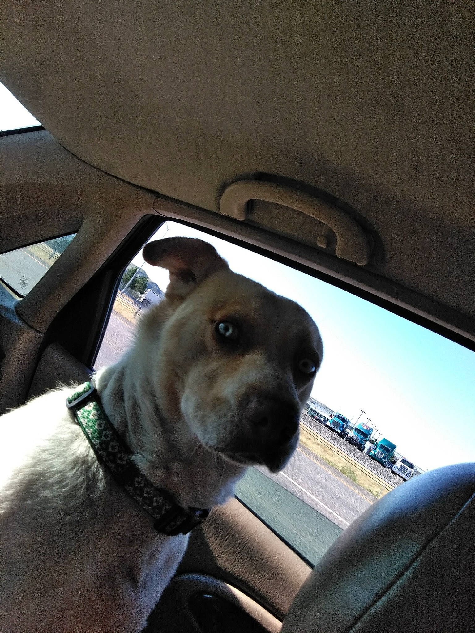 Odin Drake Moody-habets is registered to the contest to win money with this photo: auto_part, automotive_exterior, automotive_mirror, car, car_seat, car_seat_cover, carnivore, collar, companion_dog, dog, dog_breed, dog_collar, fawn, head_restraint, motor_vehicle, rear_view_mirror, snout, vehicle, vehicle_door, window