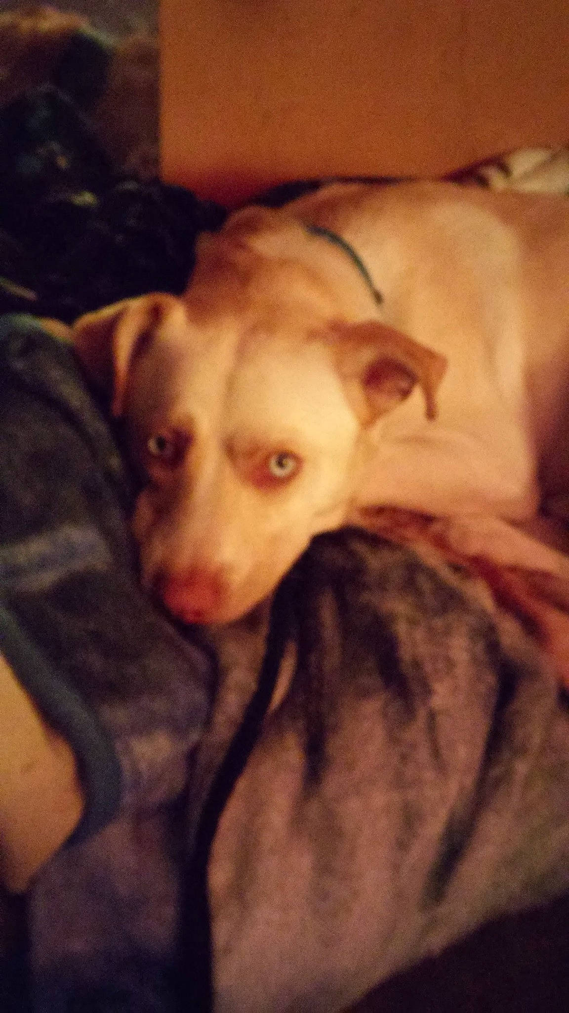 Odin Drake Moody-habets is registered to the contest to win money with this photo: canidae, carnivore, comfort, companion_dog, couch, dog, dog_breed, fawn, fur, guard_dog, non_sporting_group, snout, sporting_group, terrestrial_animal, toy_dog, whiskers, working_animal