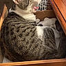 Kiddy is registered to the contest to win money with this photo: cat, tabby, yawning, drawer, furniture, indoor, cozy, pet, animal, resting, wood, home, laundry_basket, feline, sleepy, curled_up, comfortable, domestic, cute, whiskers