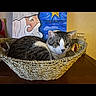 Kiddy joined the competition — help win amazing prizes! cat, tabby_cat, basket, woven_basket, indoor, painting, artwork, beard, star, curious, pet, feline, animal, resting, wooden_surface, decor, closeup, domestic_cat, cozy, relaxed