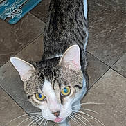 Kiddy is registered to the contest to win money with this photo: cat, tabby, pet, animal, indoor, floor, tile, whiskers, curious, playful, looking_up, mat, domestic, feline, young, cute, fur, ears, tail, yellow_eyes