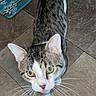 cat, tabby, pet, animal, indoor, floor, tile, whiskers, curious, playful, looking_up, mat, domestic, feline, young, cute, fur, ears, tail, yellow_eyes