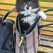 Vaiana participe au concours pour gagner de l'argent avec cette photo : puppy, dog, black_and_white, fluffy, handbag, bag, bench, wooden_bench, outdoor, park, grass, zipper, leather_handle, cute, pet, small_dog, sitting, collar, fur, animal
