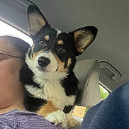 Leo joined the competition — help win amazing prizes! animal, black_fur, brown_fur, casual, closeup, companion, corgi, curious, dog, fur, glasses, headrest, inside_car, person, pet, portrait, seat, shoulder, white_fur, window