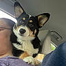Leo joined the competition — help win amazing prizes! adorable, animal, car_interior, closeup, companion, corgi, cute, dog, ears, fur, headrest, indoor, mammal, person, pet, puppy, seat, shoulder, tricolor, window