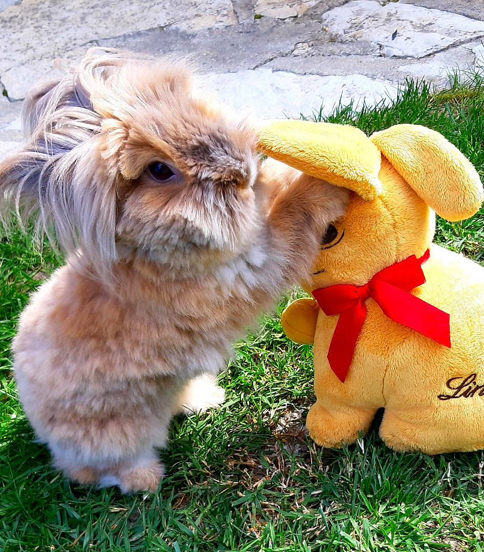 Simba a rejoint le concours — aidez-le/la à gagner de superbes lots ! canidae, companion_dog, dog, dog_breed, dog_clothes, domestic_rabbit, ear, fawn, grass, morkie, puppy, rabbit, rabbits_and_hares, shih_tzu, toy_dog