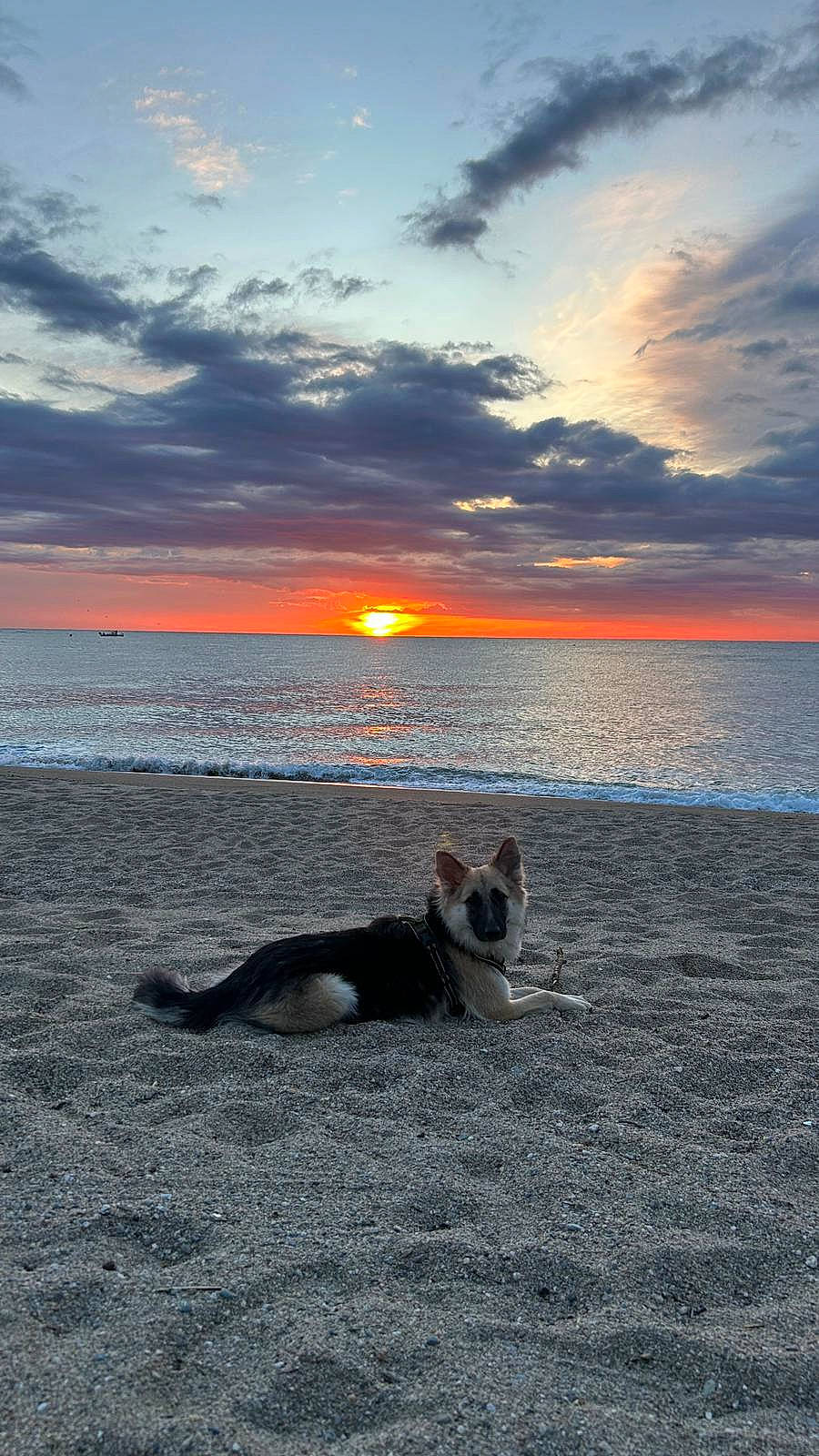 Abby participe au concours pour gagner de l'argent avec cette photo : animal, beach, canine, clouds, dog, evening, horizon, landscape, nature, ocean, outdoor, peaceful, relaxing, sand, scenic, seashore, sky, sun, sunset, water