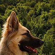 Abby participe au concours pour gagner de l'argent avec cette photo : animal, canine, daylight, dog, ears, forest, fur, greenery, leaf, mammal, nature, outdoor, pet, portrait, profile, scenery, snout, tongue, tree, wildlife