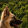 animal, canine, daylight, dog, ears, forest, fur, greenery, leaf, mammal, nature, outdoor, pet, portrait, profile, scenery, snout, tongue, tree, wildlife