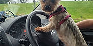 Peaches is registered to the contest to win money with this photo: alloywheel, animal, canine, car, carwheel, dog, driving, grass, helmet, machine, person, pet, plant, puppy, spoke, terrier, tire, transportation, vehicle, wheel