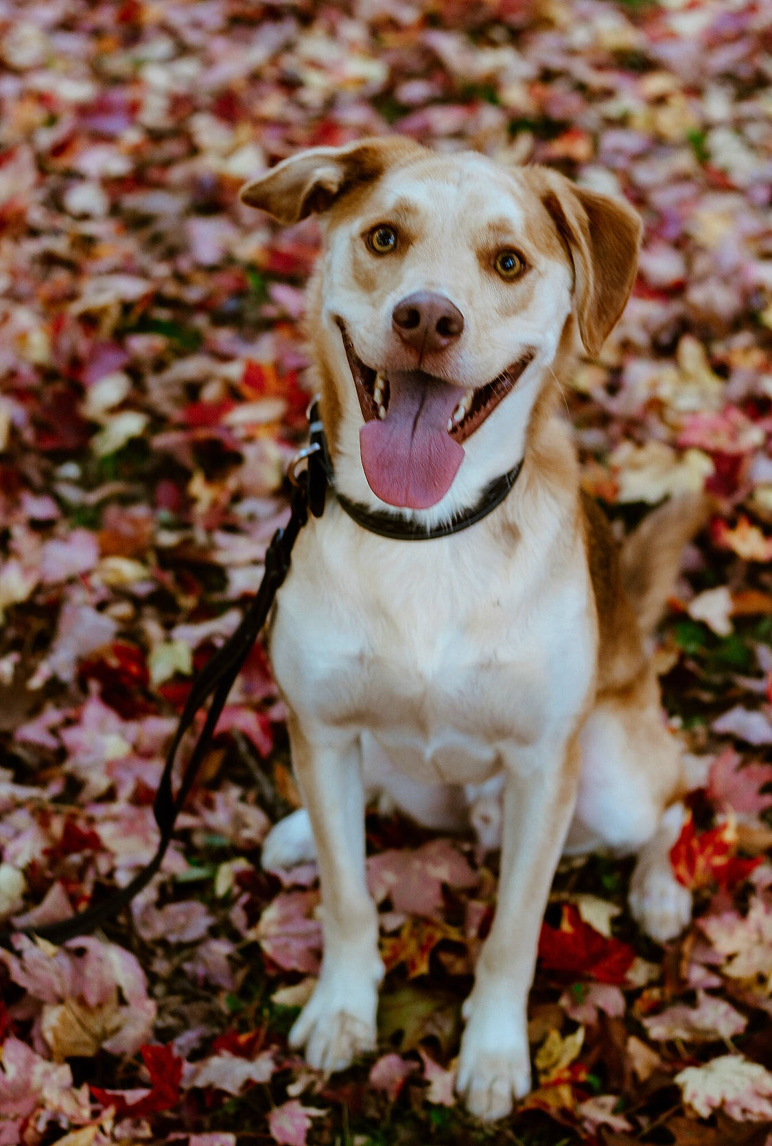 Benny is registered to the contest to win money with this photo: autumn, canidae, carnivore, collar, companion_dog, dog, dog_breed, dog_collar, fawn, grass, leash, plant, puppy, retriever, soil, sporting_group, street_dog, tree, whiskers, working_animal