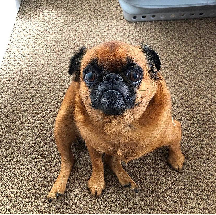 Roland joined the competition — help win amazing prizes! canidae, carnivore, companion_dog, dog, dog_breed, fawn, flooring, fur, liver, paw, pug, road_surface, snout, sporting_group, terrestrial_animal, toy_dog, whiskers, wood, working_animal, wrinkle