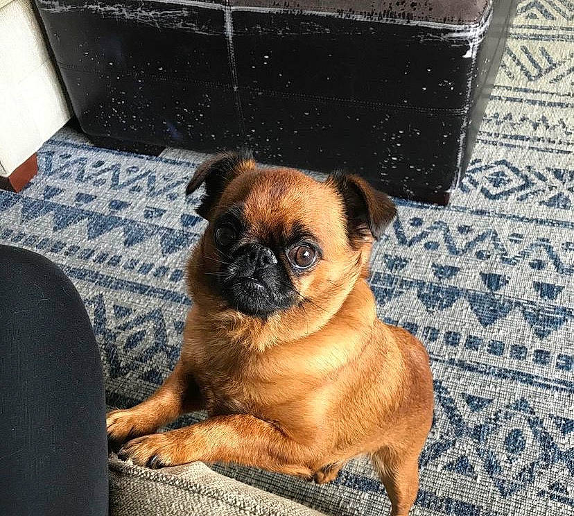 Roland joined the competition — help win amazing prizes! canidae, carnivore, comfort, companion_dog, dog, dog_breed, fawn, flooring, fur, non_sporting_group, paw, pet_supply, pug, puppy, snout, sporting_group, toy_dog, whiskers, working_animal, wrinkle