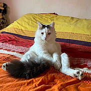 Wifi a rejoint le concours — aidez-le/la à gagner de superbes lots ! cat, white_cat, fluffy_cat, sitting, bed, bedspread, orange_bedspread, yellow_bedspread, indoor, pet, feline, relaxed, cute, animal, tail, domestic_cat, fur, resting, colorful, cozy