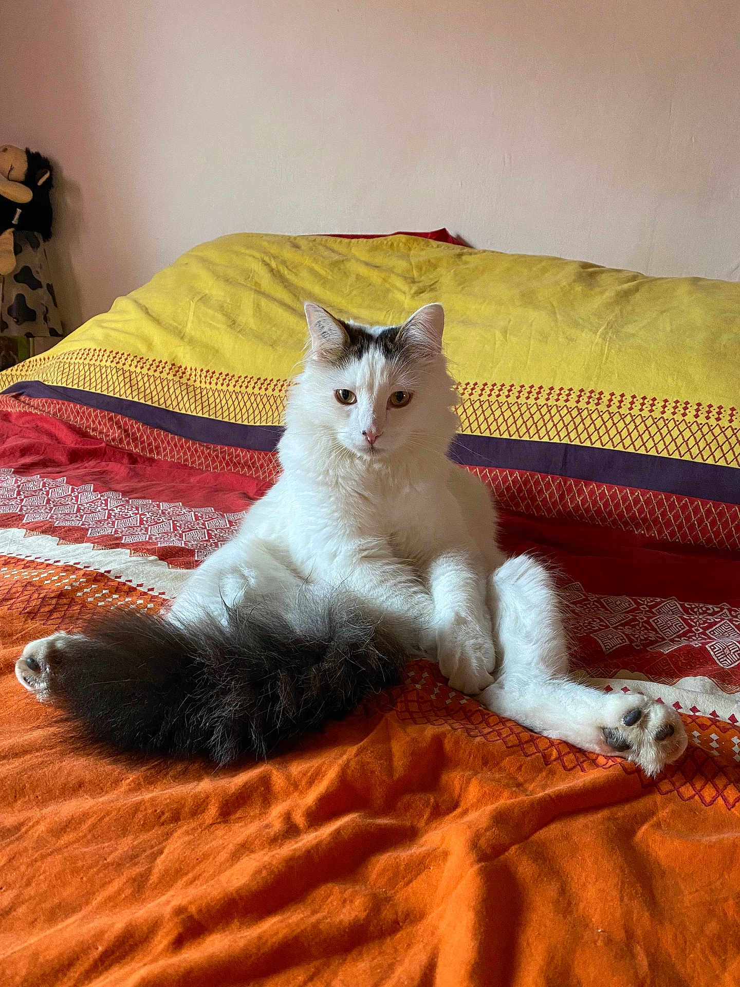 Wifi a rejoint le concours — aidez-le/la à gagner de superbes lots ! cat, white_cat, fluffy_cat, sitting, bed, bedspread, orange_bedspread, yellow_bedspread, indoor, pet, feline, relaxed, cute, animal, tail, domestic_cat, fur, resting, colorful, cozy