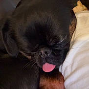 Mushu a rejoint le concours — aidez-le/la à gagner de superbes lots ! dog, sleeping, tongue_out, black_fur, brown_fur, close_up, pet, resting, indoor, couch, blanket, person, white_shirt, fur, cute, companion, cozy, animal, relaxed, snout