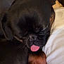 dog, sleeping, tongue_out, black_fur, brown_fur, close_up, pet, resting, indoor, couch, blanket, person, white_shirt, fur, cute, companion, cozy, animal, relaxed, snout