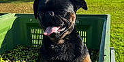 Mushu participe au concours pour gagner de l'argent avec cette photo : dog, pet, black_dog, green_crate, olives, outdoor, sunny, grass, trees, blue_sky, tongue_out, happy, animal, canine, nature, daylight, playful, small_dog, orchard, container
