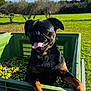 dog, pet, black_dog, green_crate, olives, outdoor, sunny, grass, trees, blue_sky, tongue_out, happy, animal, canine, nature, daylight, playful, small_dog, orchard, container