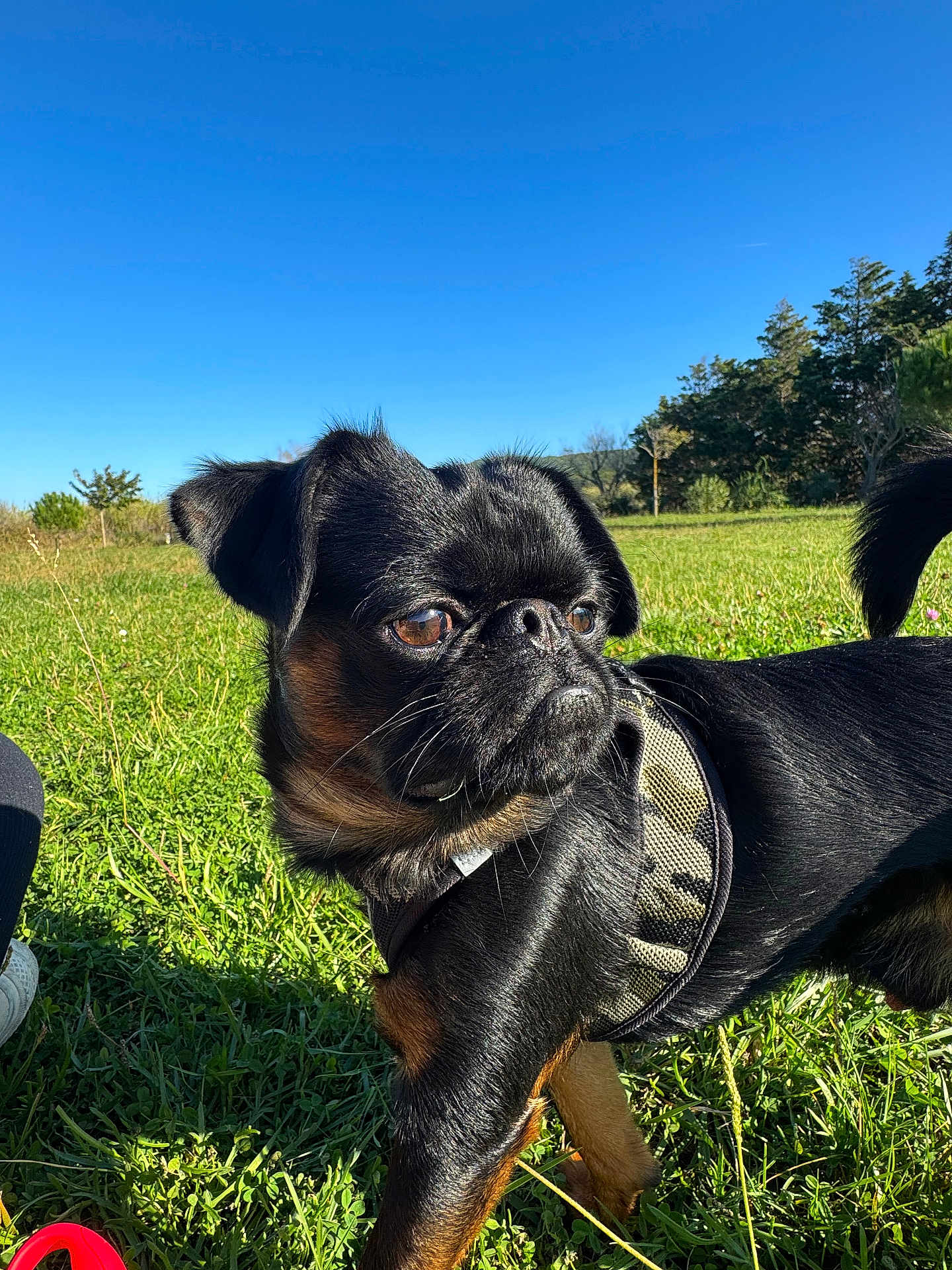 Mushu a rejoint le concours — aidez-le/la à gagner de superbes lots ! dog, black_dog, grass, outdoor, sunny, harness, pet, canine, nature, field, blue_sky, tail, alert, daytime, animal, closeup, portrait, cute, small_dog, ears