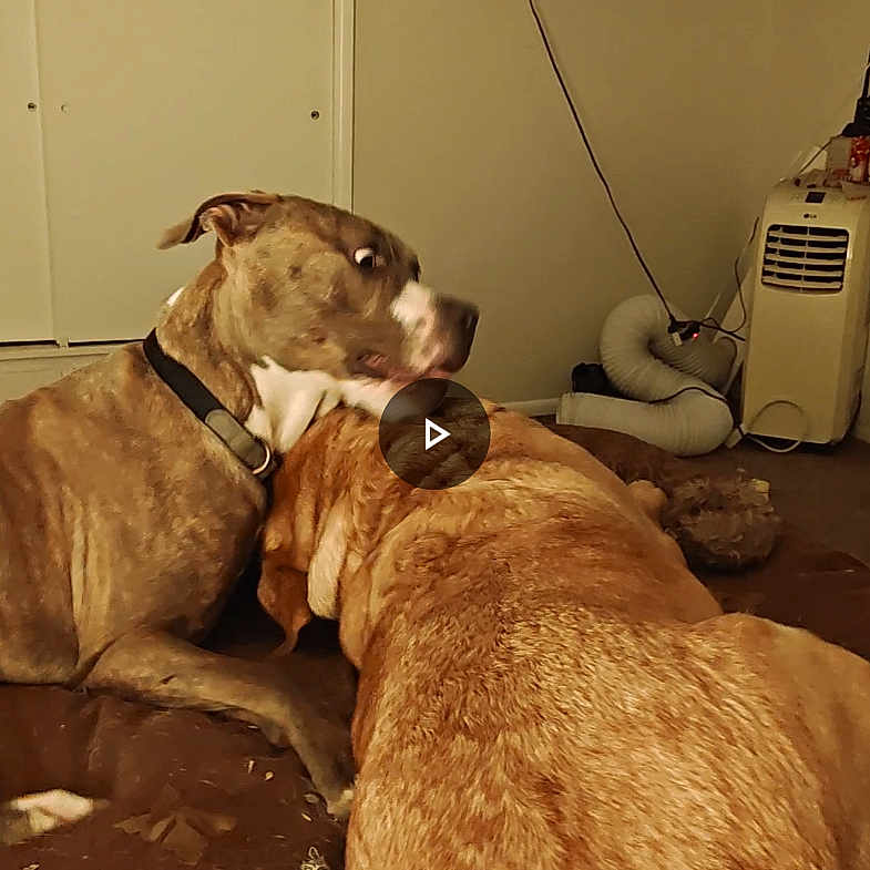 Lucy And Shocka is registered to the contest to win money with this photo: animal, bed, brown, cable, canine, carpet, collar, dog, fur, furniture, home, indoor, living_room, pet, playful, resting, surprised_expression, television, two_dogs, wall
