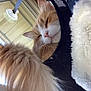 blanket, cat, close_up, comfort, cozy, feline, fluffy_tail, fur, household, indoor, nap, orange_cat, pet, relaxed, rest, resting, sleepy, soft_texture, tail, white_fur