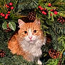 animal, cat, christmas, closeup, cute, decor, eyes, festive, fur, greenery, holiday_wreath, indoor, looking, nature, orange_cat, pet, pinecones, red_berries, whiskers, white_cat
