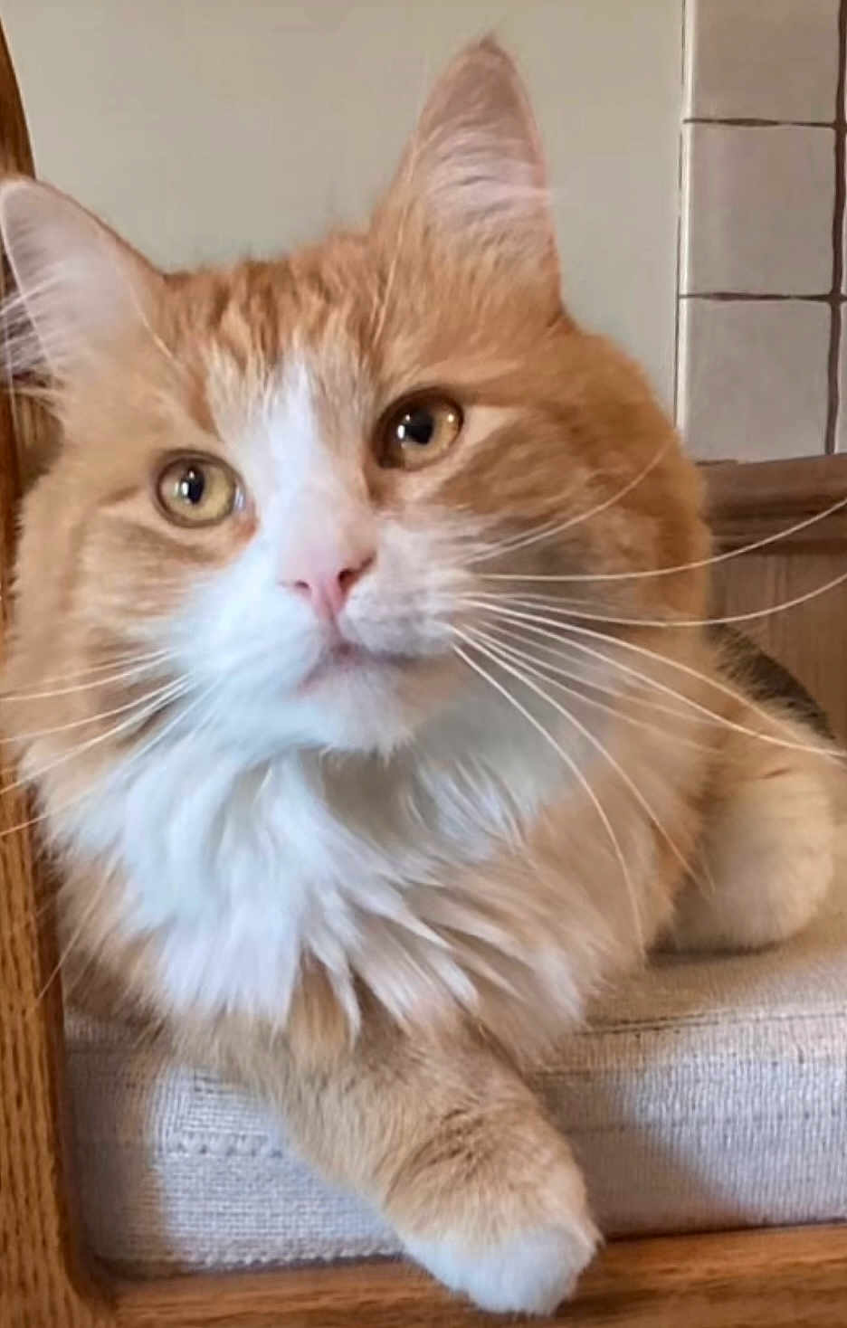 Simba