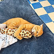 Cheeto joined the competition — help win amazing prizes! cat, orange_tabby, pet, animal, feline, sleeping, lying_down, playful, toy, plush_toy, leopard_print, couch, blanket, indoor, home, checkered_floor, cleaning_tools, whiskers, fur, relaxed