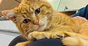 Cheeto joined the competition — help win amazing prizes! cat, kitten, orange_tabby, ginger_cat, fluffy, fur, whiskers, green_eyes, pet, animal, portrait, close_up, lying_down, paws, indoors, lap, person, relaxed, cuddly, photography