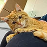 cat, kitten, orange_tabby, ginger_cat, fluffy, fur, whiskers, green_eyes, pet, animal, portrait, close_up, lying_down, paws, indoors, lap, person, relaxed, cuddly, photography