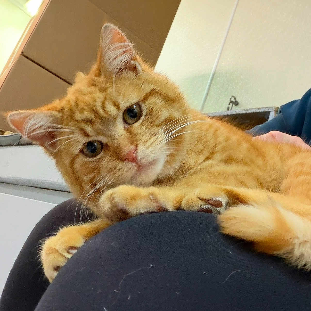 Cheeto