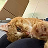 Cheeto is registered to the contest to win money with this photo: cat, orange_cat, kitten, feline, pet, animal, fluffy, fur, whiskers, nose, eye, paw, cuddly, relaxed, sleeping, closeup, portrait, indoor, lap, playful