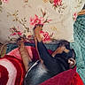 puppy, dog, blanket, floral_pillow, sleeping, cozy, indoor, pet, stretching, red_blanket, black_dog, brown_paws, comfort, resting, cushion, home, cute, relaxed, animal, snuggled