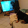 Chanel a rejoint le concours — aidez-le/la à gagner de superbes lots ! puppy, dog, couch, blanket, living_room, television, smiling_woman, curly_hair, furniture, floor_tiles, cozy, indoor, pet, black_dog, brown_paws, watching, soft_texture, home_decor, relaxed, seated