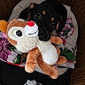 Chanel a rejoint le concours — aidez-le/la à gagner de superbes lots ! puppy, dog, stuffed_toy, plush, bed, blanket, toy, black_and_tan, cute, cozy, animal, pet, soft_toys, indoor, resting, young_dog, adorable, snuggling, furry, comfort
